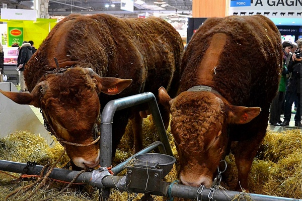 Salon de l’Agriculture 2021 annulé :  La déception de la filière bovine limousine.