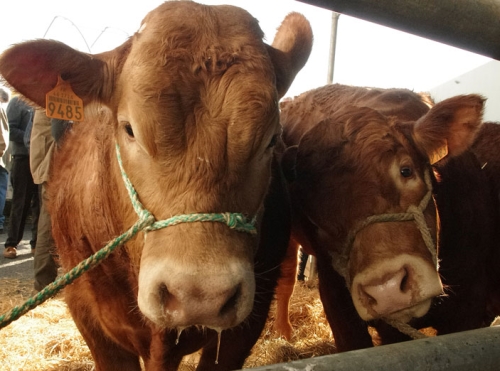 Saint-Yrieix la Perche : Le concours bovin jugé dans les exploitations
