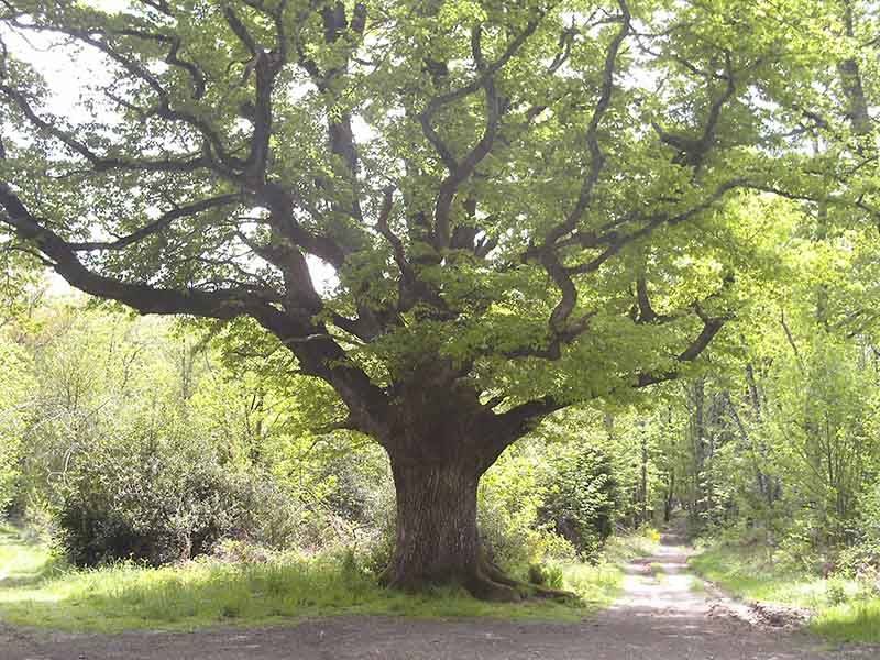 Histoire et biodiversité : La forêt de Rochechouart a traversé les temps