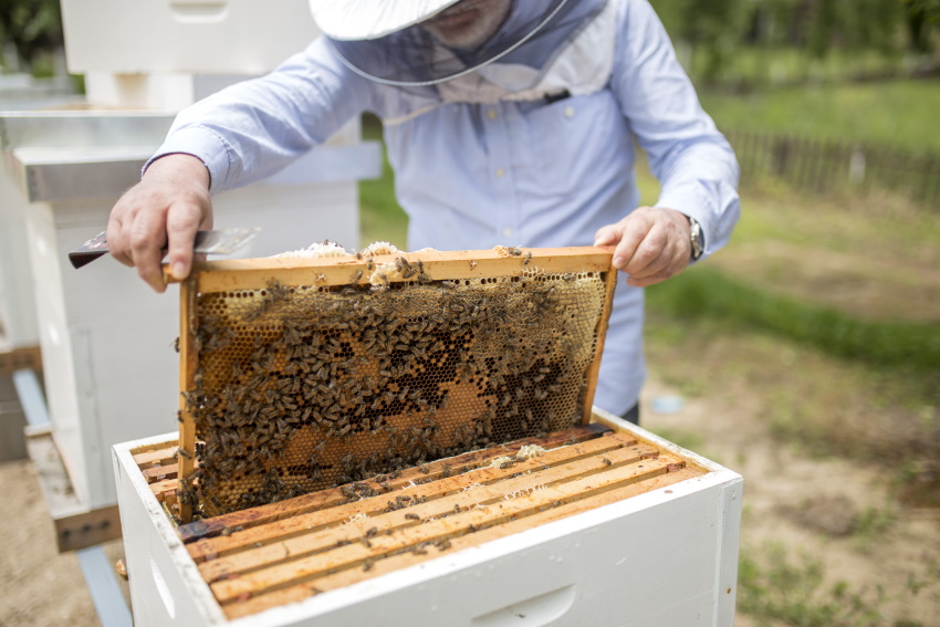 Un arrêté du Gouvernement qui ne plaît pas aux apiculteurs