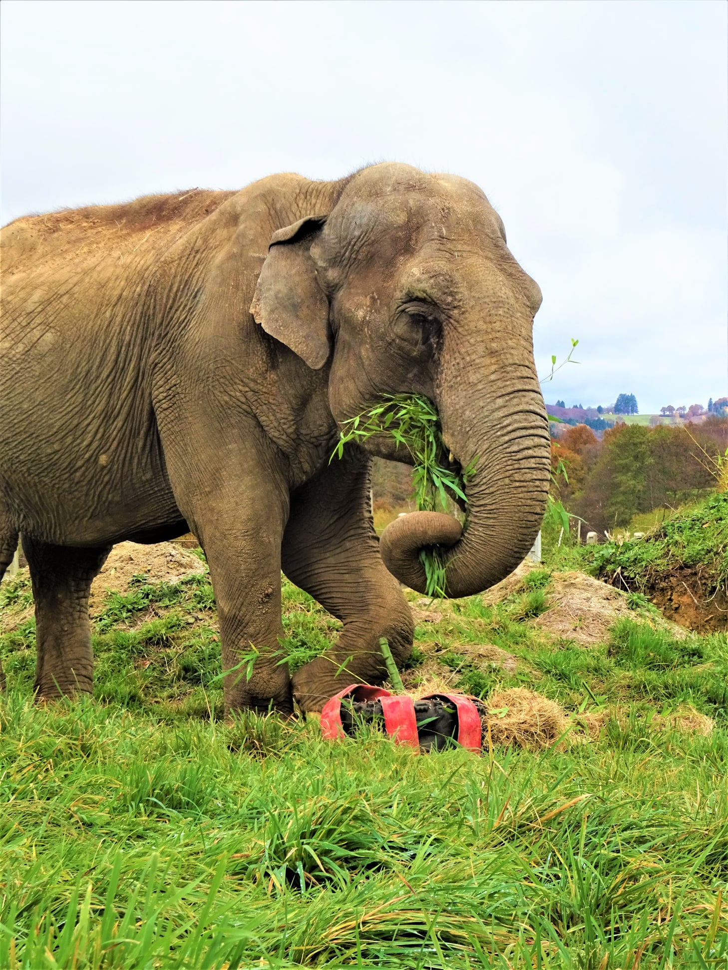 Bussière-Galant : l’éléphante Gandhi s’est acclimatée à sa nouvelle maison
