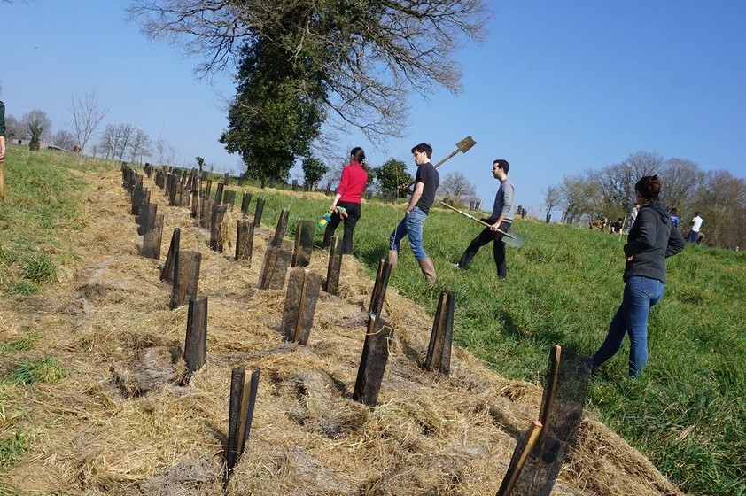 Le Vigen (87) : Un chantier participatif pour planter 800 arbres