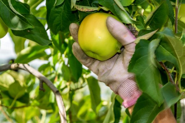 Une nouvelle campagne de cueillette de pommes se prépare en Limousin