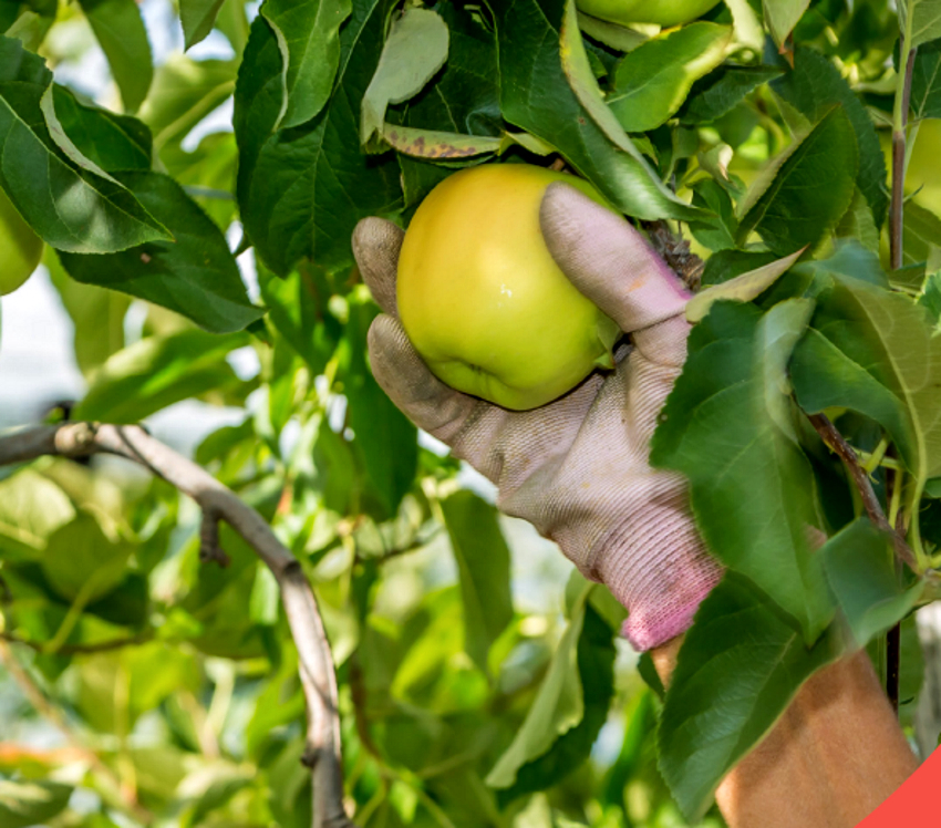 Pommes du Limousin : la récolte est prometteuse même si les difficultés sont là