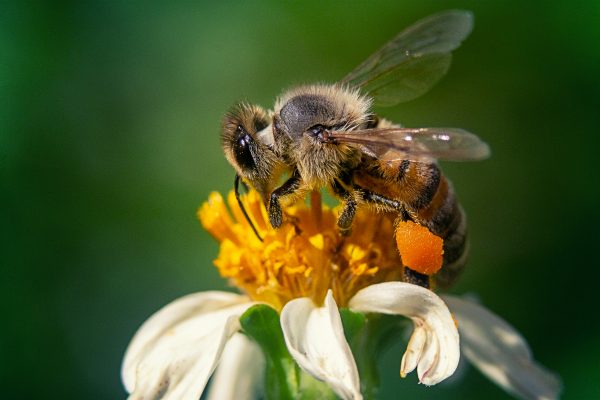 Label ApiCité : Une deuxième abeille pour  la ville de Saint-Junien