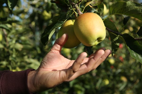 Limousin : La récolte des pommes va débuter
