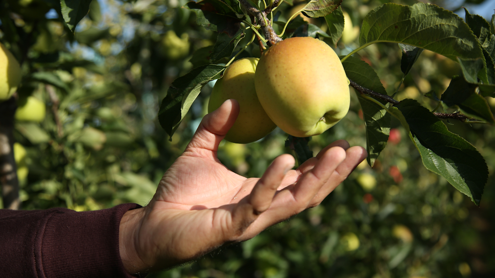 Limousin : La récolte des pommes va débuter