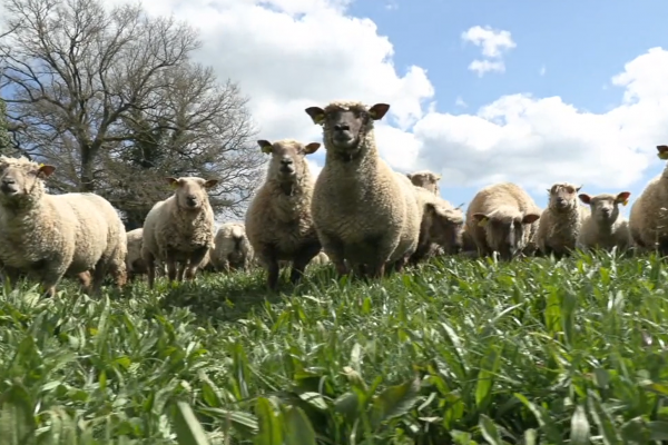 La 3éme Coupe du Monde des Jeunes Bergers, aujourd’hui, à Saint-Priest Ligoure