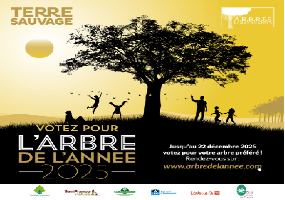 🌳 Un tulipier de Couzeix candidat à l’Arbre de l’Année