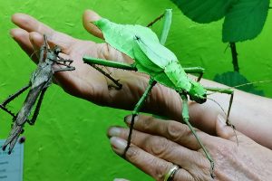Cité des insectes à Nedde (87) : anniversaire & nouvelle saison