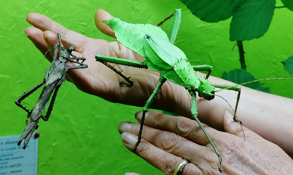 Cité des insectes à Nedde (87) : anniversaire & nouvelle saison