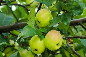 🍏 Récolte des pommes au Verger Bio de Quinsac à Saint-Yrieix 